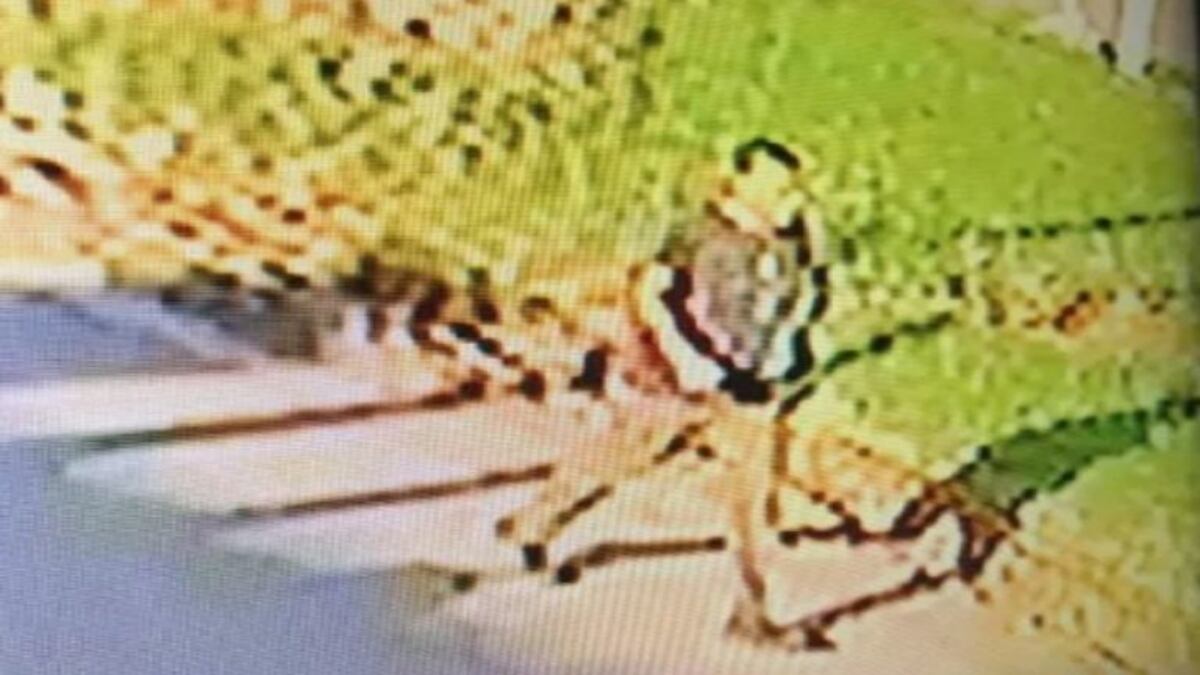 Un video registró en Punta Mogotes al acusado de la desaparición de Claudia Repetto