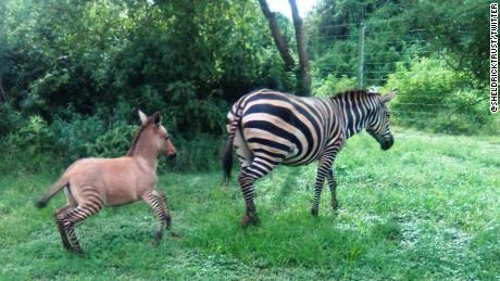 En Kenia nació un 'zonkey', una cría mezcla entre cebra y burro.