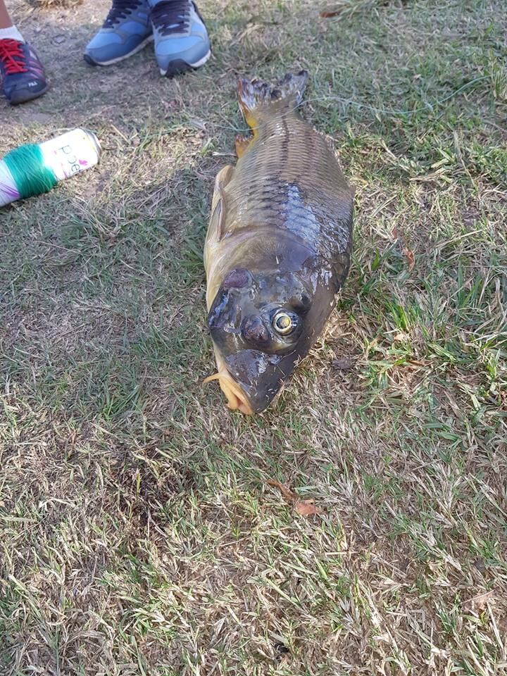 Carpa deforme pescada en el San Roque (Facebook La pesca mi terapia).