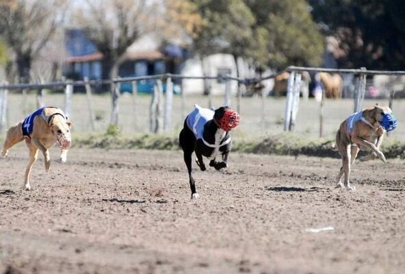 Carrera de galgos