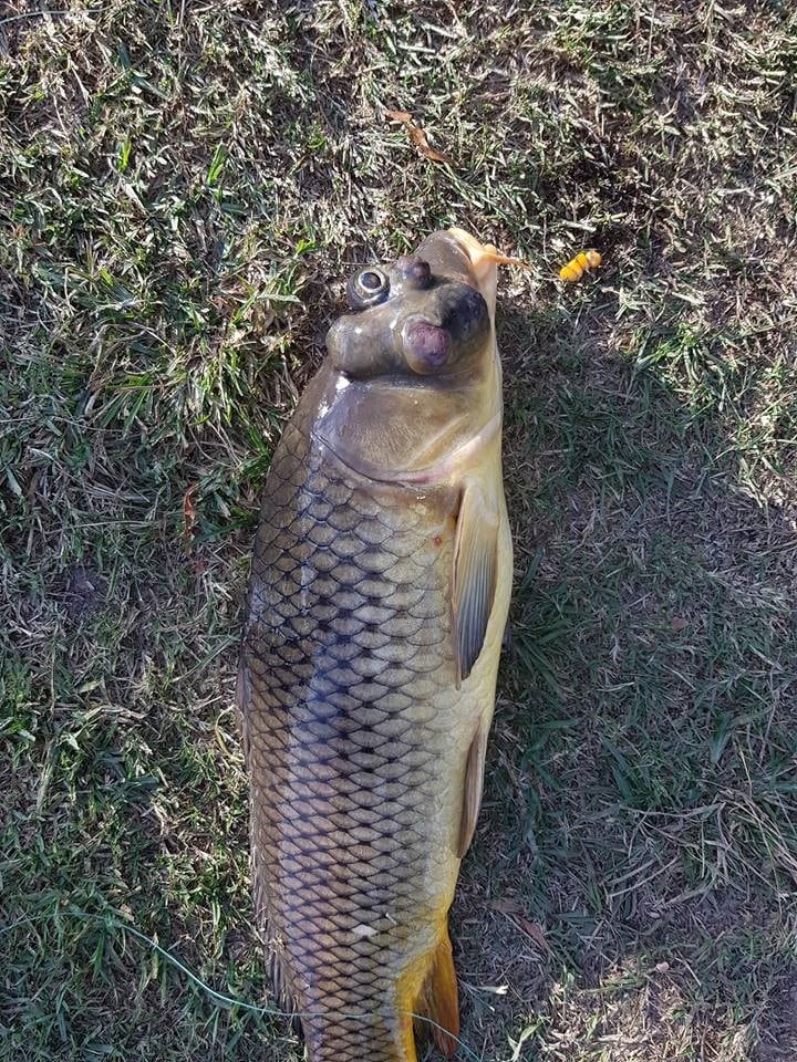 Carpa deforme pescada en el San Roque (Facebook La pesca mi terapia).