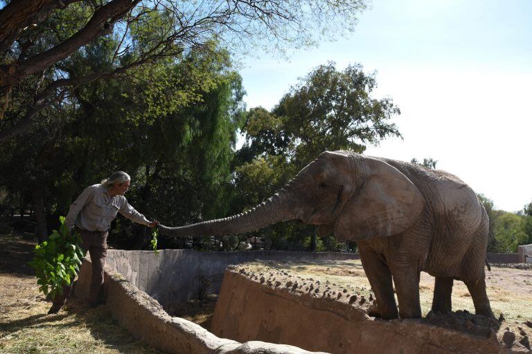 Elenfantes del Ecoparque de Mendoza.