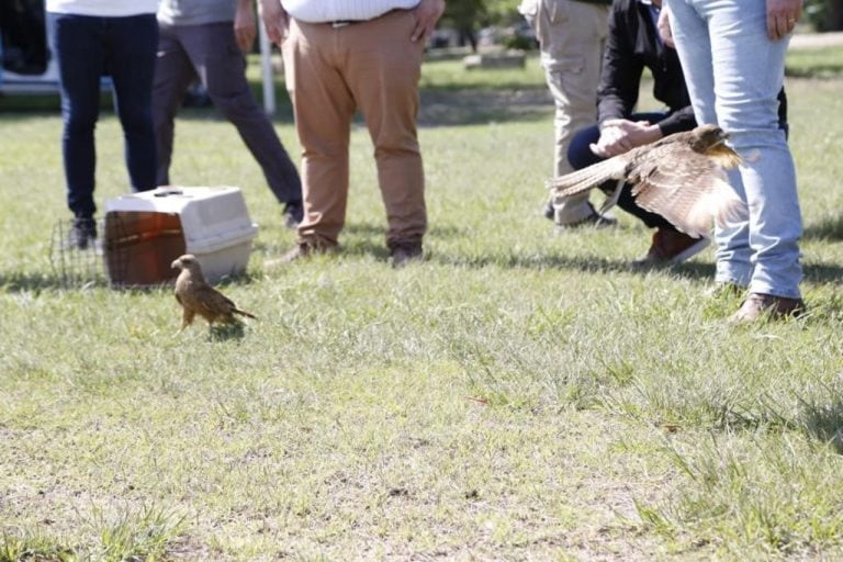 Aves de tráfico ilegal en Córdoba (Municipalidad de Córdoba)