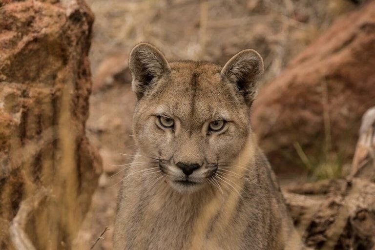 Perito moreno avistaje de pumas