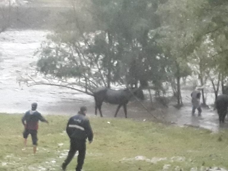 El dramático rescate de cuatro caballos en Villa Carlos Paz en medio de la creciente.