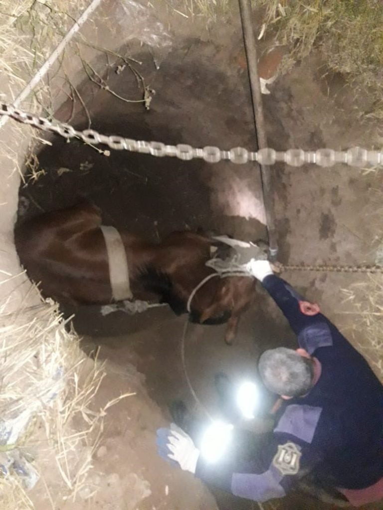 Bomberos rescataron a un caballo que cayó en un pozo. (Policía de Salta)