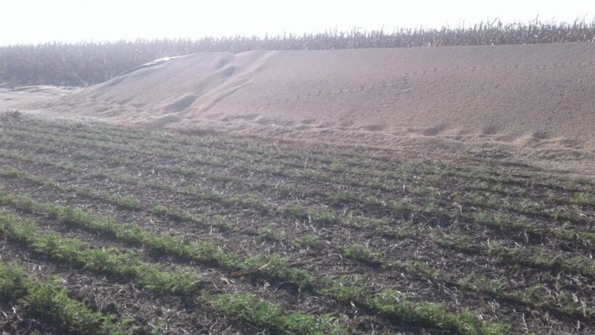 Increíble: se robaron 90 toneladas de soja de un campo en el sur de Córdoba
