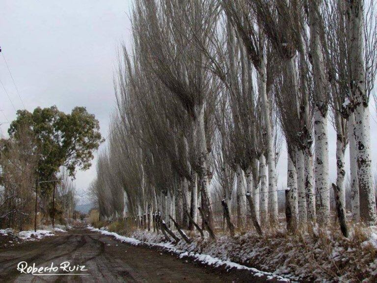 Las arboledas jachalleras teñidas de blanco.