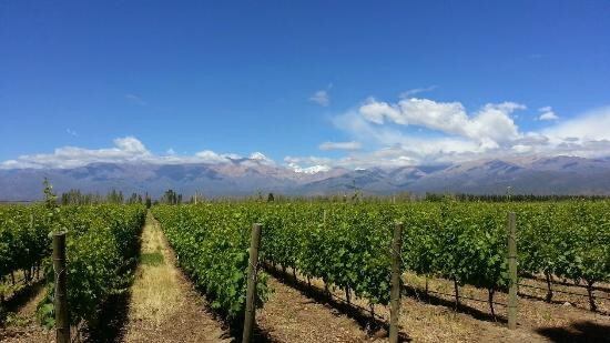 Bodega Salentein