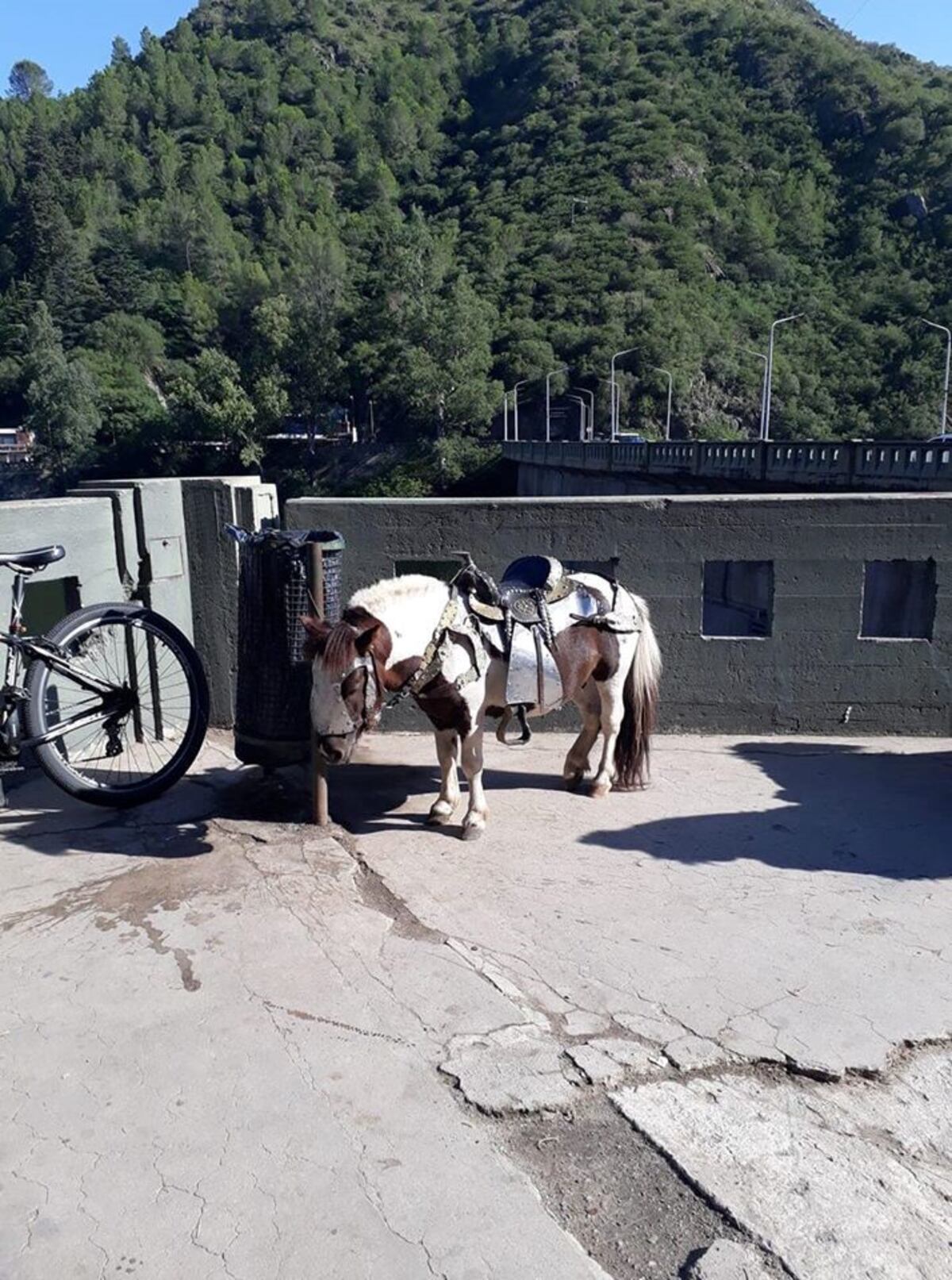 Denuncian "maltrato animal" hacia un poni en pleno dique San Roque