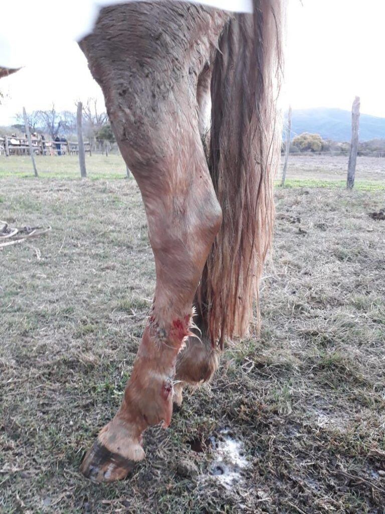 Así le quedó la pata luego de meterla en un agujero sin tapa. (El Tribuno)