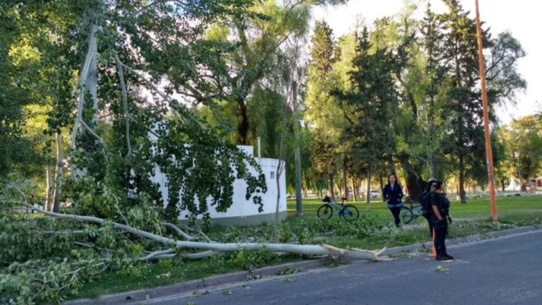 Dos ramas grandes se cayeron de un árbol en el Parque de Mayo