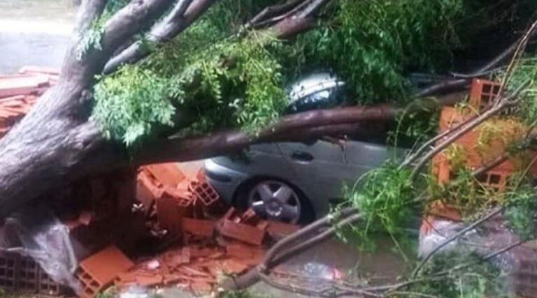 Un árbol caído sobre un auto en Guatraché (Diario Textual)