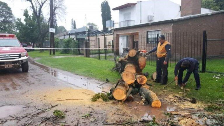 Caída de árbol obstruye una calle en Mendiolaza