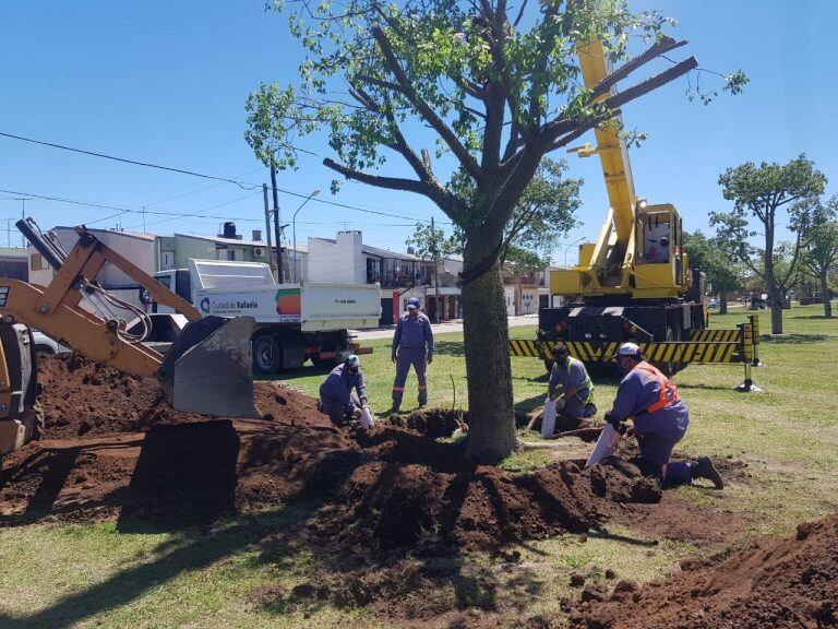 Trasplantaron los árboles de la zona de la nueva rotonda