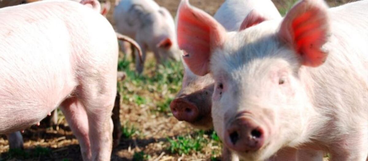 Triquinosis: Bromatología pide precaución en el consumo de cerdo
