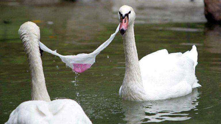 EL peligro del plástico en la fauna autóctona. Foto ilustrativa. (Ok Diario)