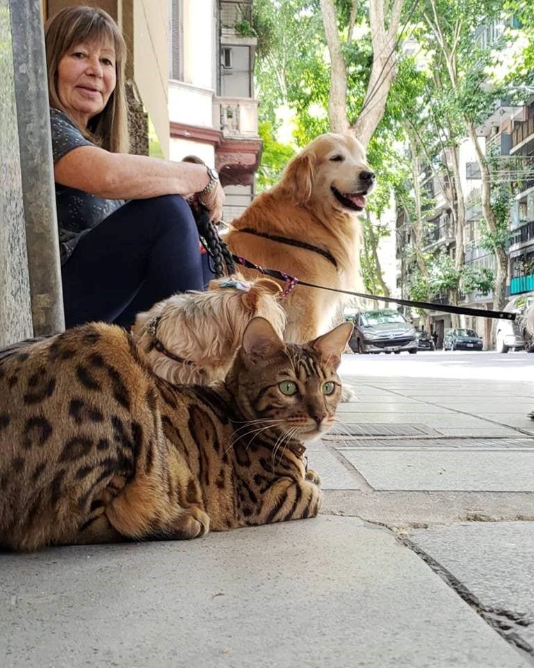 Coco, el gato de Palermo que se cree perro (Foto: TN)