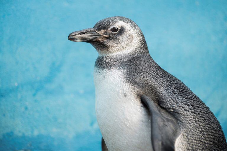 Así fue liberado Pijuí, el pingüino rescatado en una casa de Córdoba, en Santa Rosa de Calamuchita. (Fundación Mundo Marino)