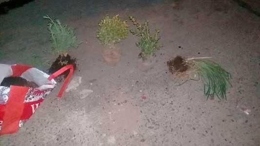 Detenidas por robar plantas en el centro de Villa María.