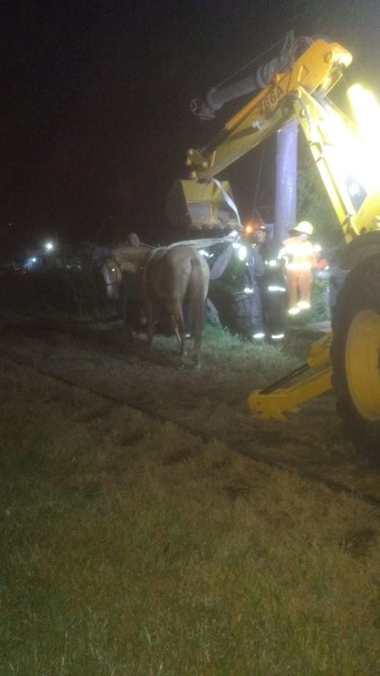 Caballo se cayó en un pozo en Villa del Rosario