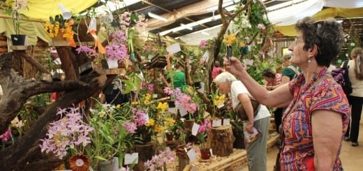 Fiesta Nacional de la Orquídea en Montecarlo.