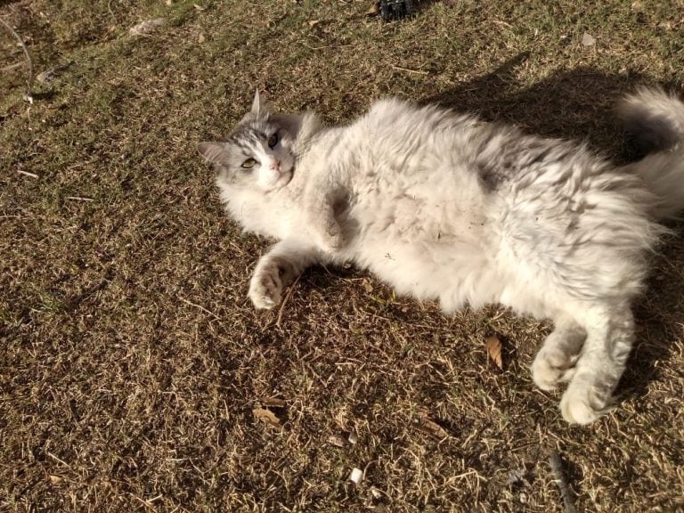 Arnold, el gato de Sabri Fran Yciro.