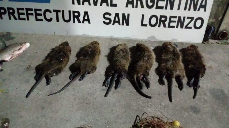 Secuestro de armas de guerra y gran cantidad de animales faenados (SL24)