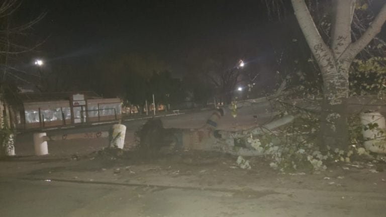 El árbol se cayó tras el impacto