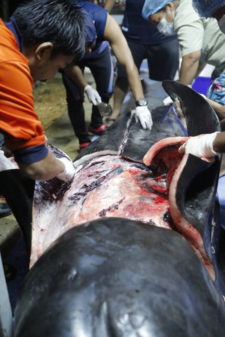 (Foto: AFP PHOTO / WWW.THAIWHALES.ORG)