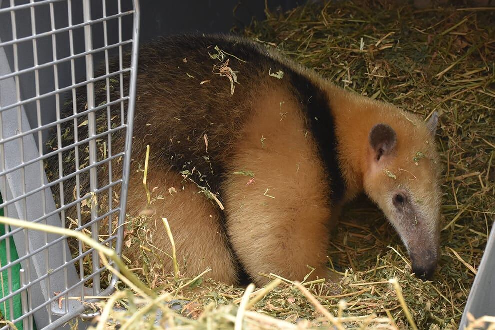 La osa melera obtuvo el alta veterinaria y fue liberada en una reserva natural.