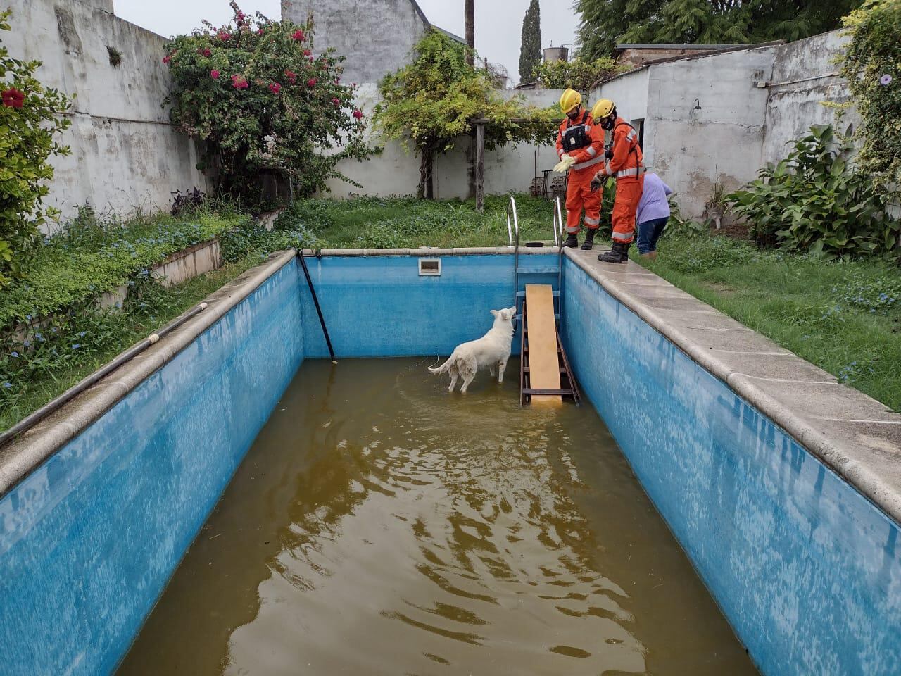 El canino había caído a la pileta y no podía salir. (Foto: Bomberos Voluntarios)