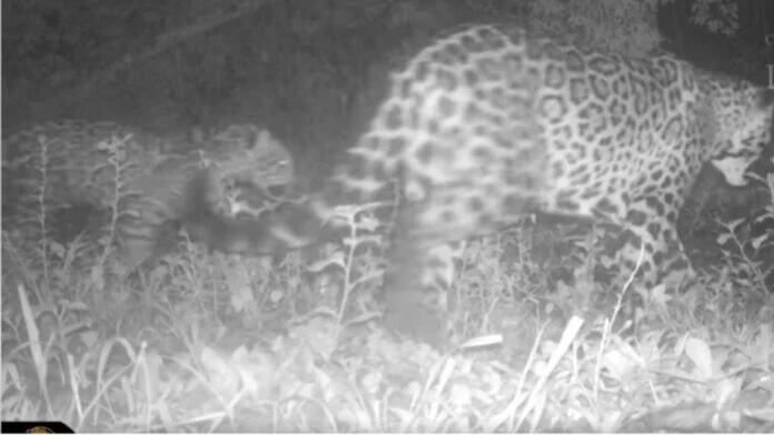 Captan a ejemplares de yaguareté en el Parque Nacional Iguazú.