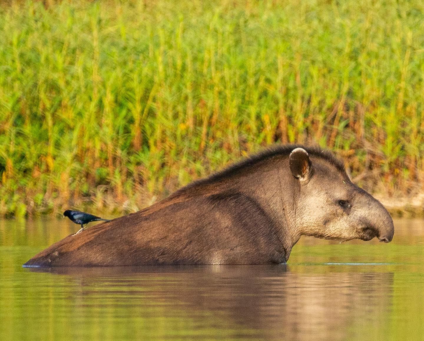 "Nuestro equipo en la Estación de Campo El Teuco ya ha relevado cientos de especies aves, artrópodos, peces, anfibios, mamíferos, hongos y plantas vasculares para contribuir a las líneas de base del Parque” afirmaron desde Rewilding.