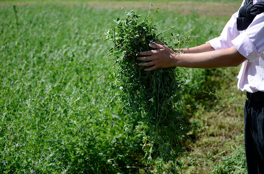 Alfalfa