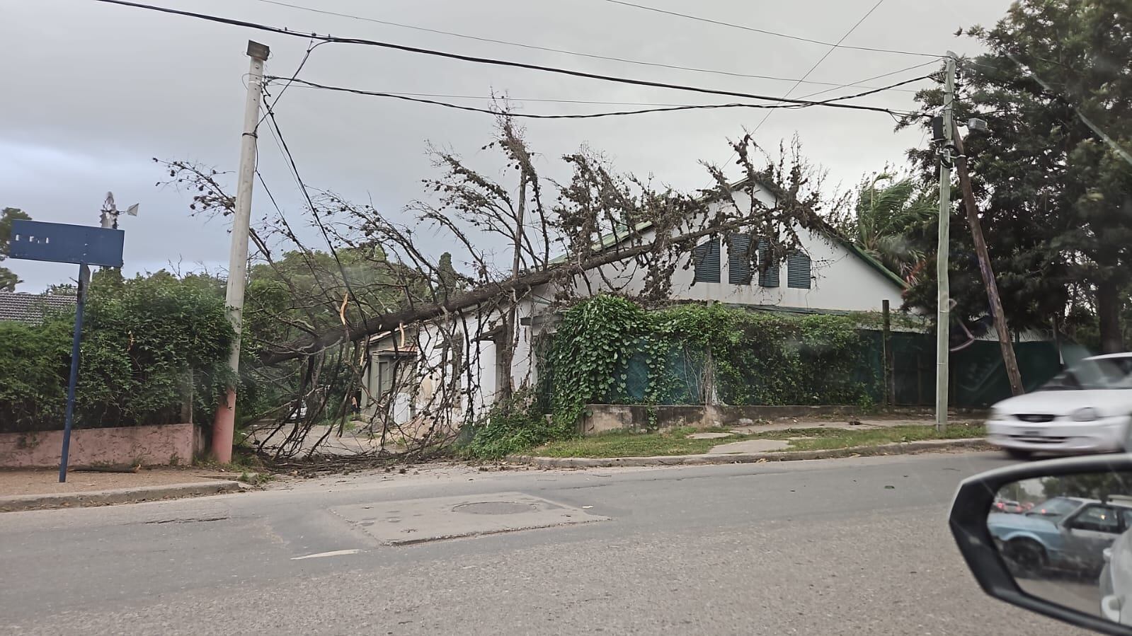 Un árbol se desprendió en avenida Derqui de Villa Allende.