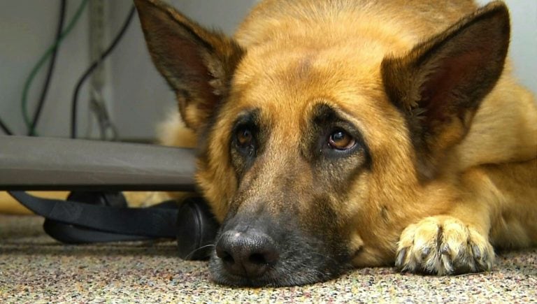 Es fundamental acompañar a los perros antes de que sean sacrificados para que se sientan tranquilos.