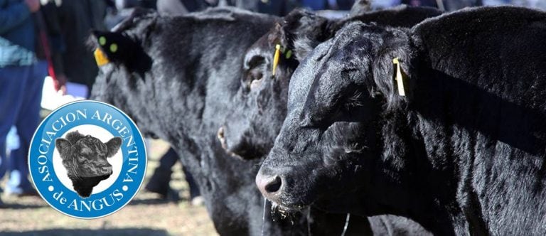 Asociación Argentina de Angus