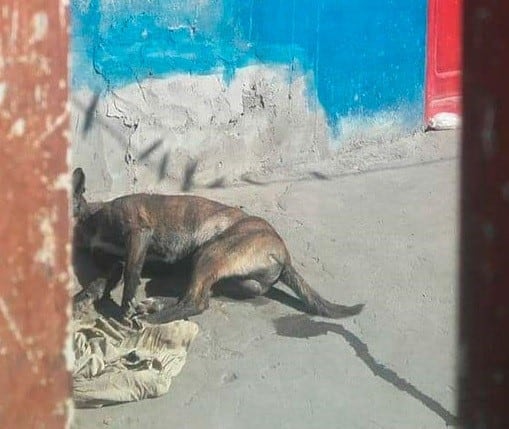 Un perro murió tras ser agredido con una maza en Capitán Bermúdez. (Diario Sintesis)