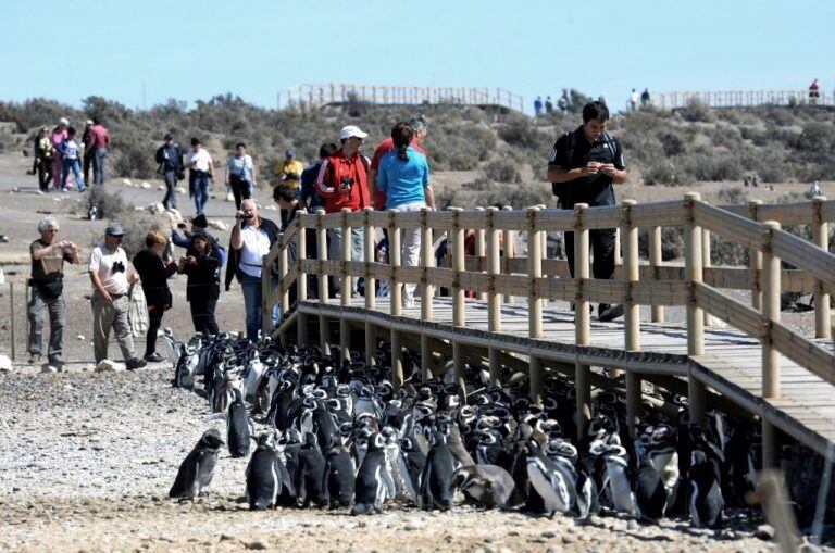 Punta Tombo, reserva de fauna ubicada a 110 kilómetros de la capital provincial.