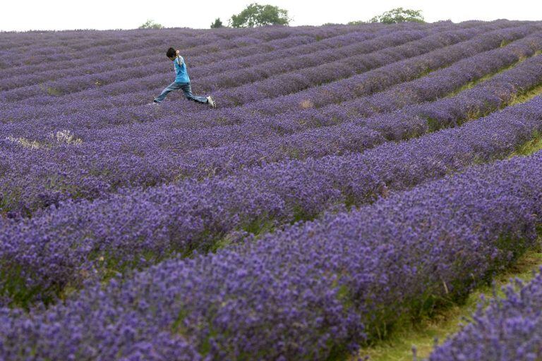 Una plantación de lavanda en Inglaterra.