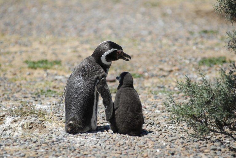 Pinguino de Magallanes.