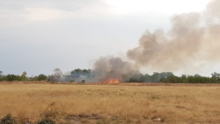 Indignante: prendieron fuego a un perro y se originó un incendio