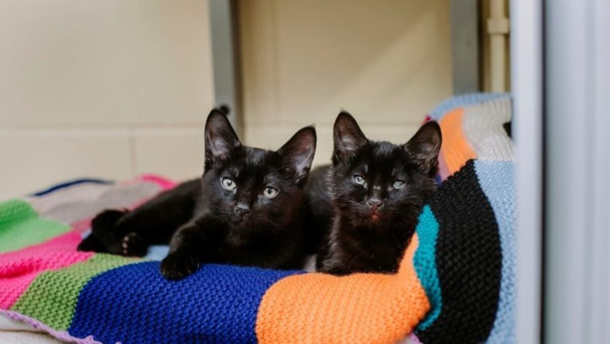 Un gatito protegió a su hermano ciego para salvarlo de morir congelado