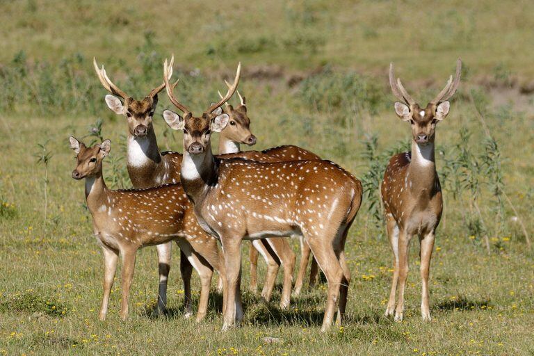 Ejemplares de ciervos de la especie "axis"