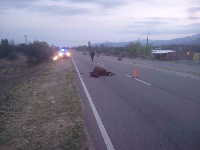 Un auto chocó a un caballo en San Luis,