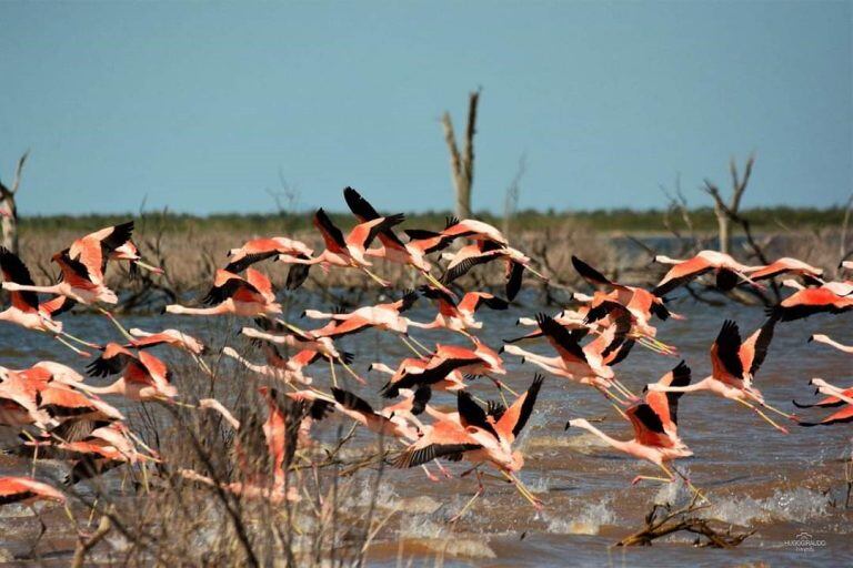 Flamencos en Miramar de Ansenuza - Hugo Giraudo