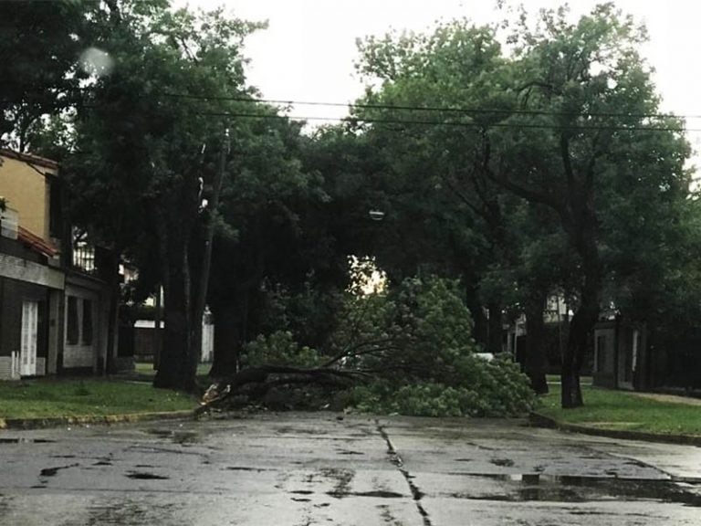 Árboles caidos en Rosario. (El Ciudadano)