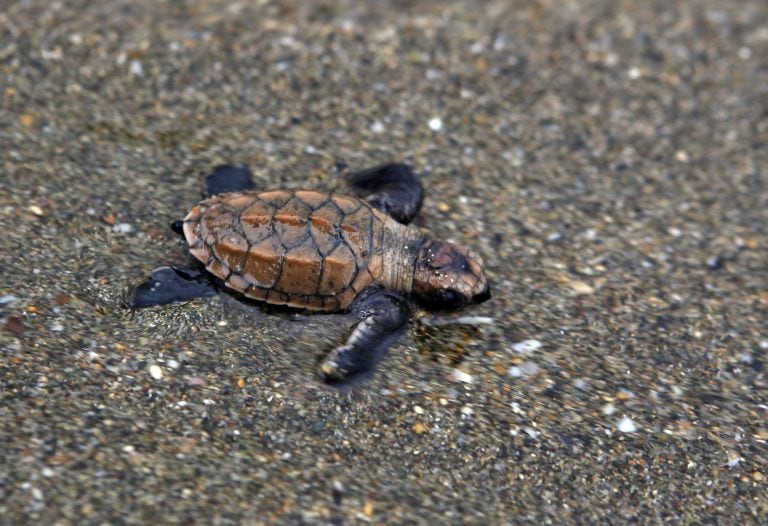 Una tortuga Carey. (EFE)