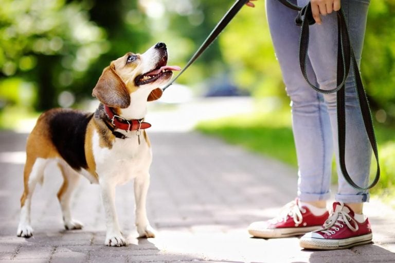 Se aprobó una ordenanza en que los perros deberán utilizar obligatoriamente correa, en los espacios públicos.